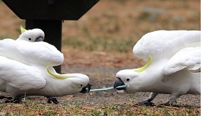 CSIRO bird image. 
