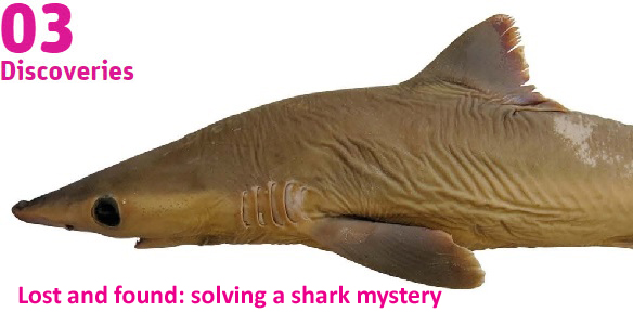 image of shark