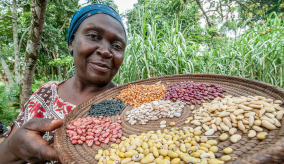 A Ugandan farmer shows 15 varieties of bean seeds