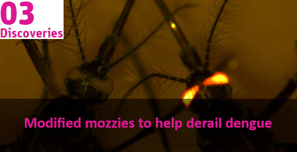 microscopic image of mosquitoes, one with glowing eyes. Text over the top reads Modified mozzies to help derail dengue
