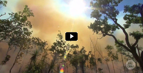 a forest on fire with lots of smoke