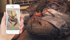 Person holding phone up to take a photo of spider to add to Critterpedia