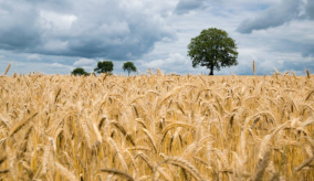 wheat field with trees in the background