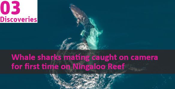 ariel view of whale sharks mating