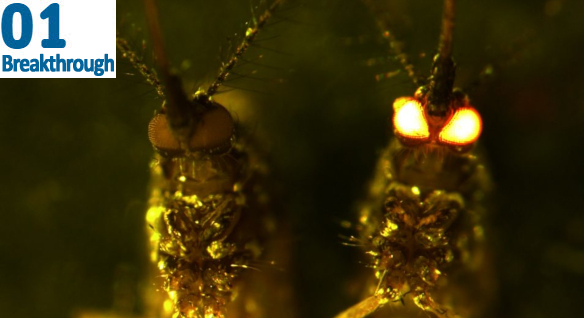 close-up of two mosquitoes, with one’s eyes glowing red in the dark