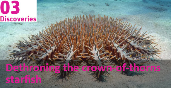 crown-of-thorns starfish on ocean floor. text overlaid reads 'dethroning the crown-of-thorns starfish' 