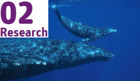 A humpback whale and calf underwater.