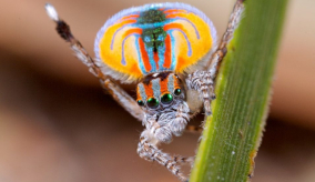 peacock spider