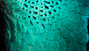 A close up of the Superb Bird of Paradise Lophorina superba