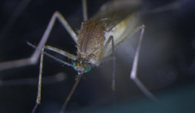 Photo of a mosquito