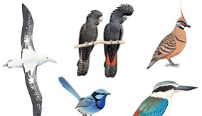 Image of birds