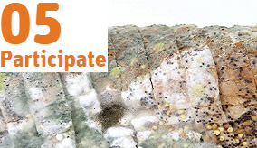 Image of mouldy bread