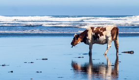 Cow on the beach