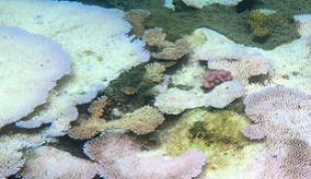 image of coral
