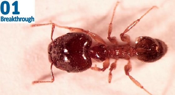 image of ant