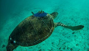 Image of turtle