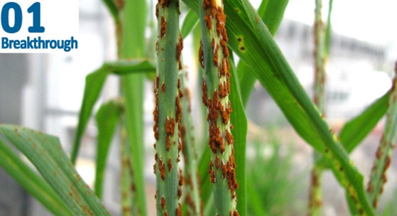 close up of rust fungus on plant leaves