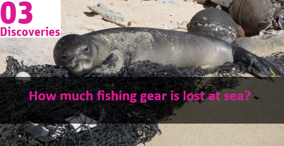 seal lying on the beach with some fishing nets