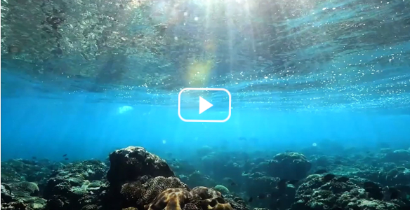 Underwater corals with sun streaming in
