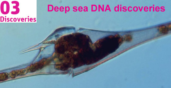 Image of marine microbe