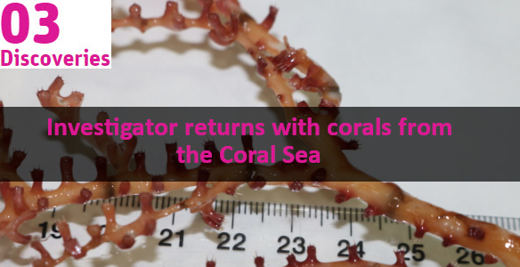 orange coral on white paper with ruler. text overlay reads 'Investigator returns with corals from the coral sea'