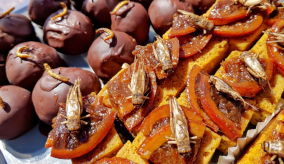 chocolates and sweets with edible insects on top