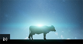 cow under stars