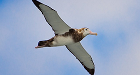 bird flying wings outstretched
