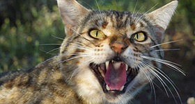 Feral cat with mouth open